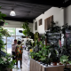 Exotic Plants