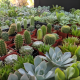 rare tropical plants