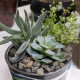Succulents For Sale Sacramento